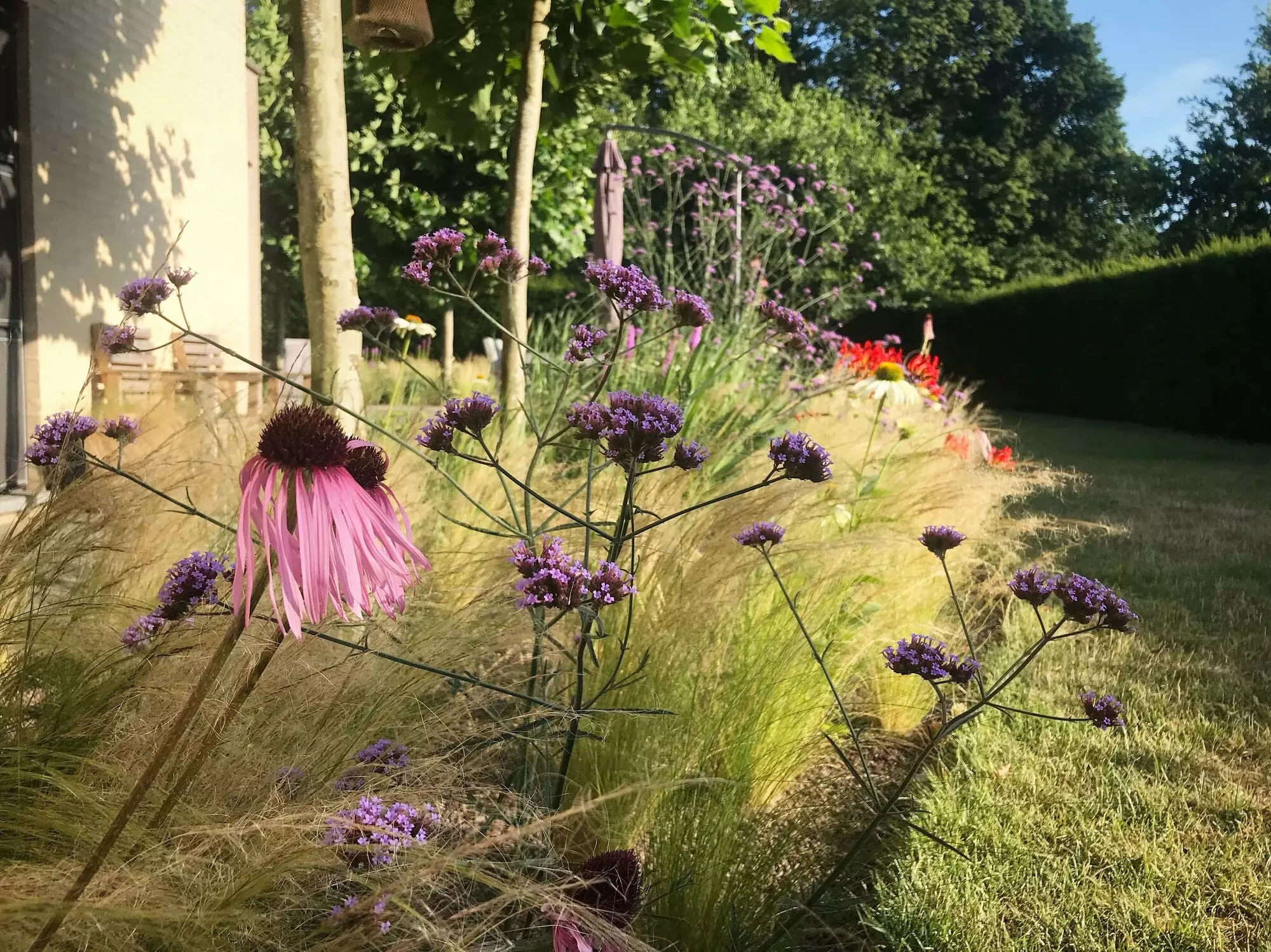 Een prairietuin is een combinatie van siergrassen en vaste planten, bijvoorbeeld met Echinacea, Stipa en Verbena – foto 1