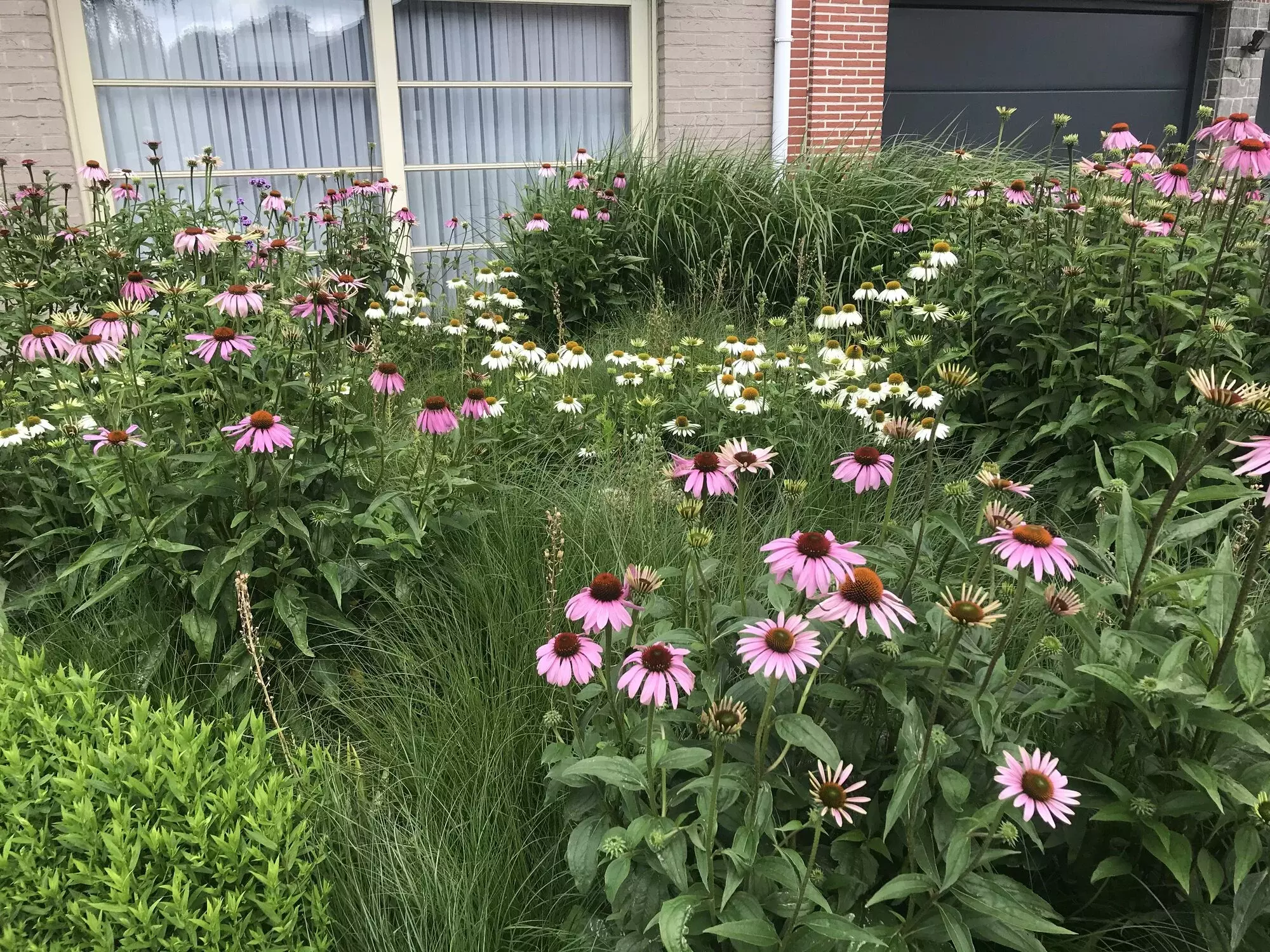 Een prairietuin is een combinatie van siergrassen en vaste planten, bijvoorbeeld met Echinacea, Stipa en Verbena – foto 2