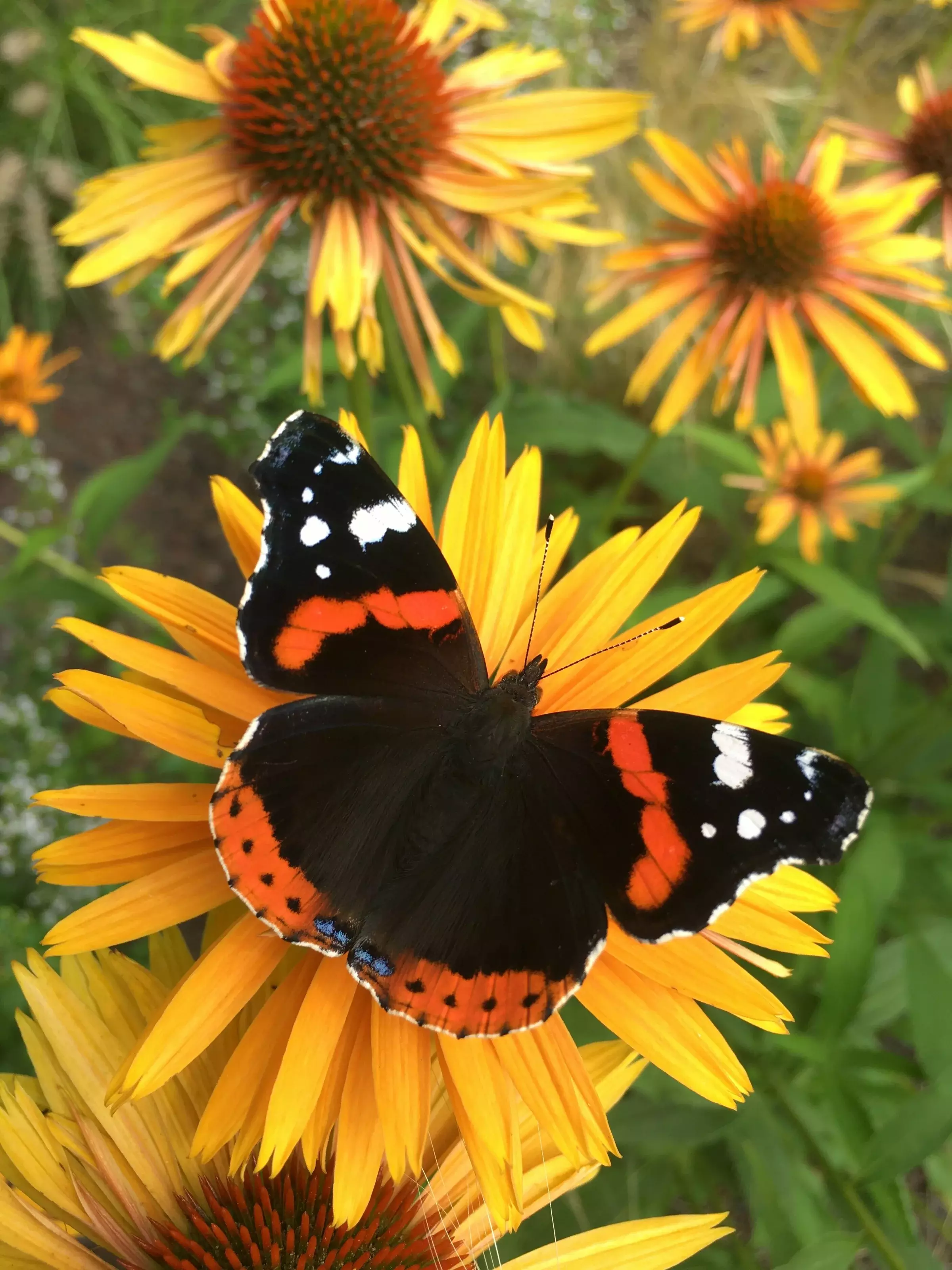 Een prairietuin is een combinatie van siergrassen en vaste planten, bijvoorbeeld met Echinacea, Stipa en Verbena – foto 4