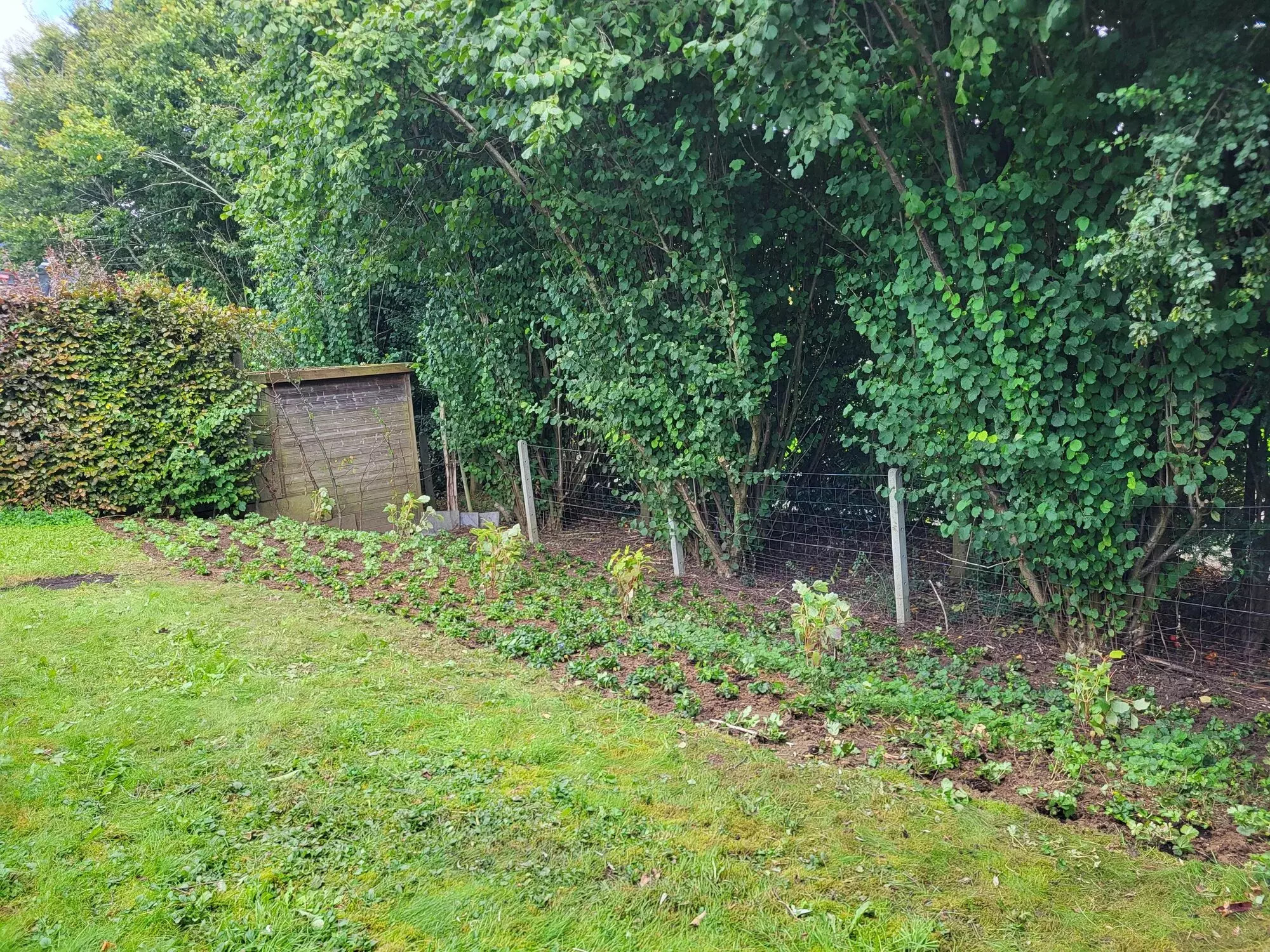 Plaatsen van een wilgenschutting – foto 3