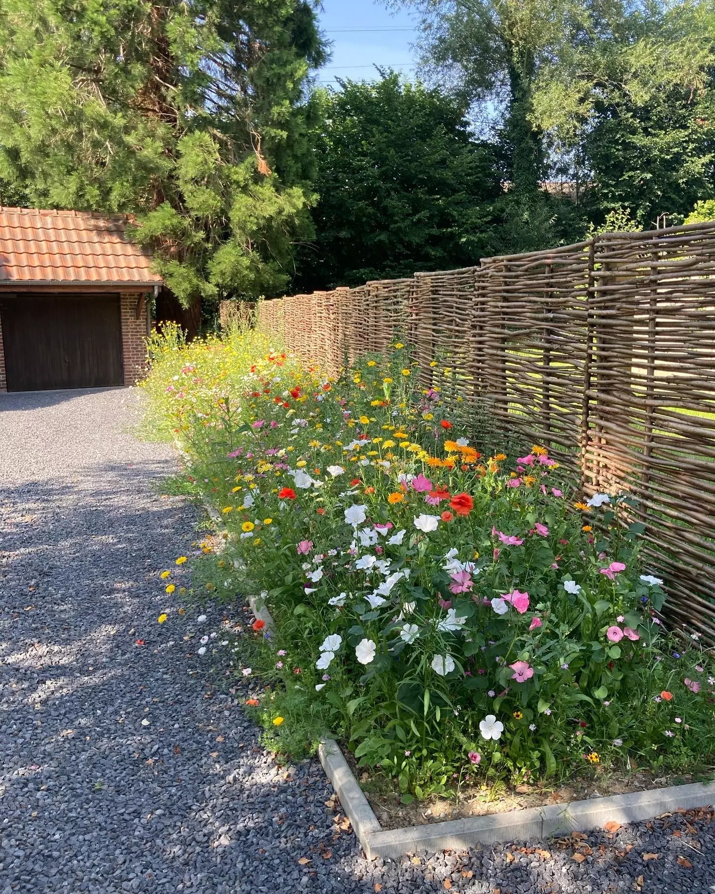 Resulaat gazon na doorzaaien – foto 3