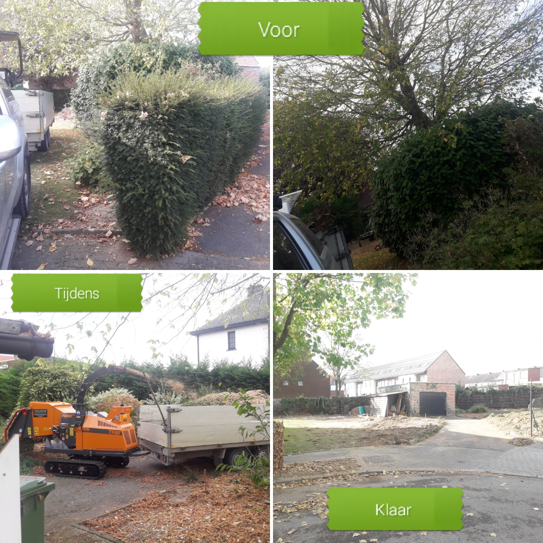 Leegmaken tuin verwijderen van bomen hagen struiken – foto 1