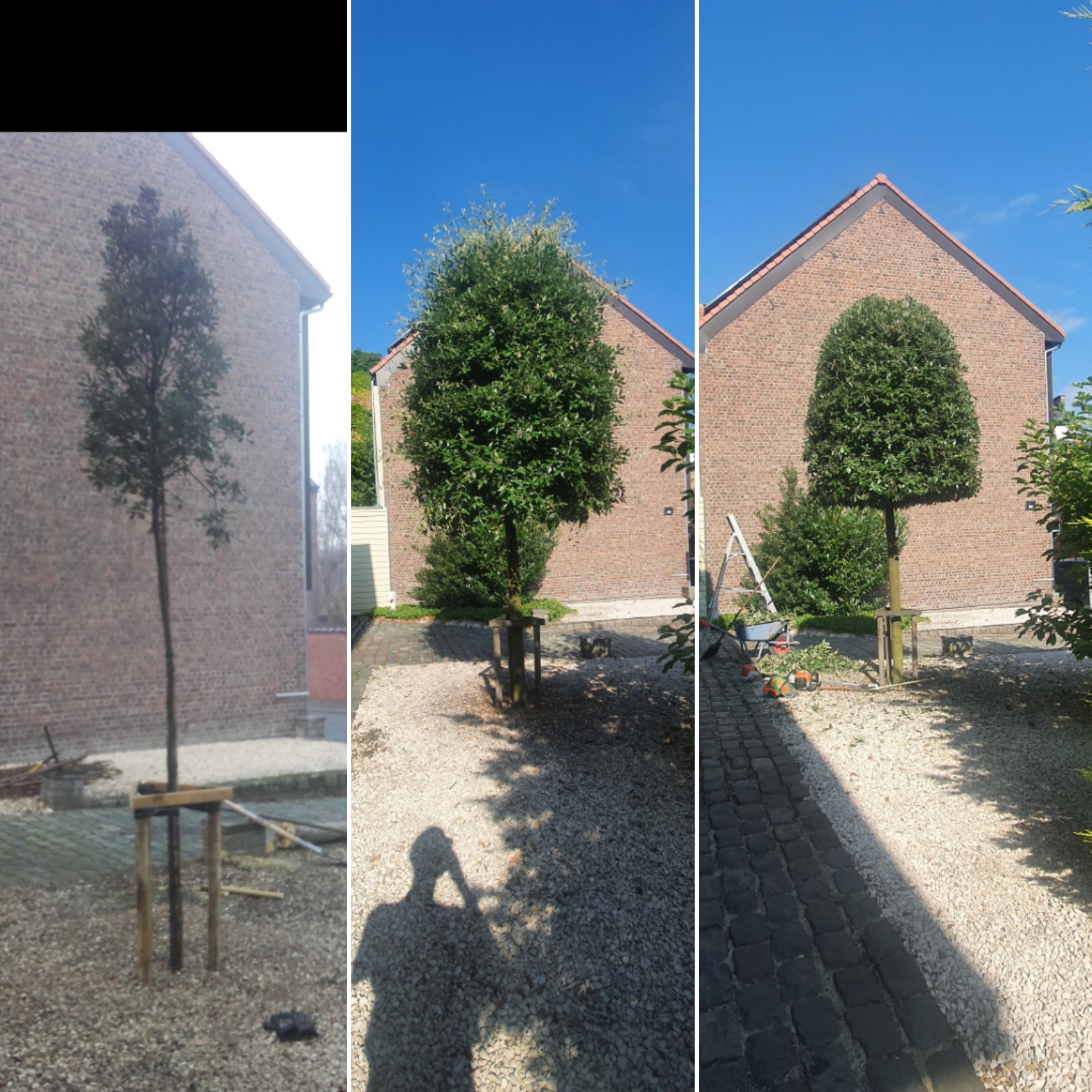 Leegmaken tuin verwijderen van bomen hagen struiken – foto 2