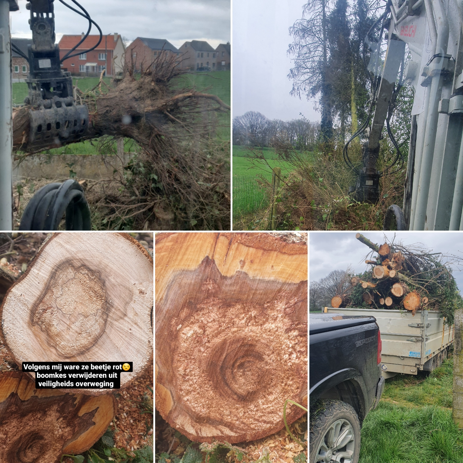 Leegmaken tuin verwijderen van bomen hagen struiken – foto 4