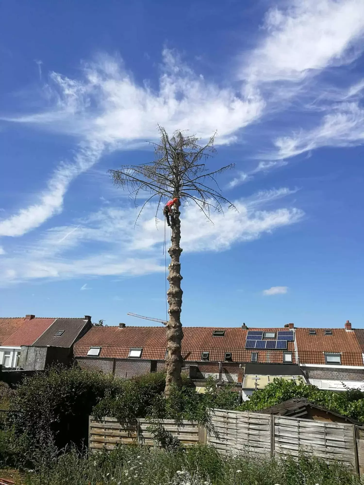 Opruimen van stormschade, gevallen boom in een visvijver – foto 2