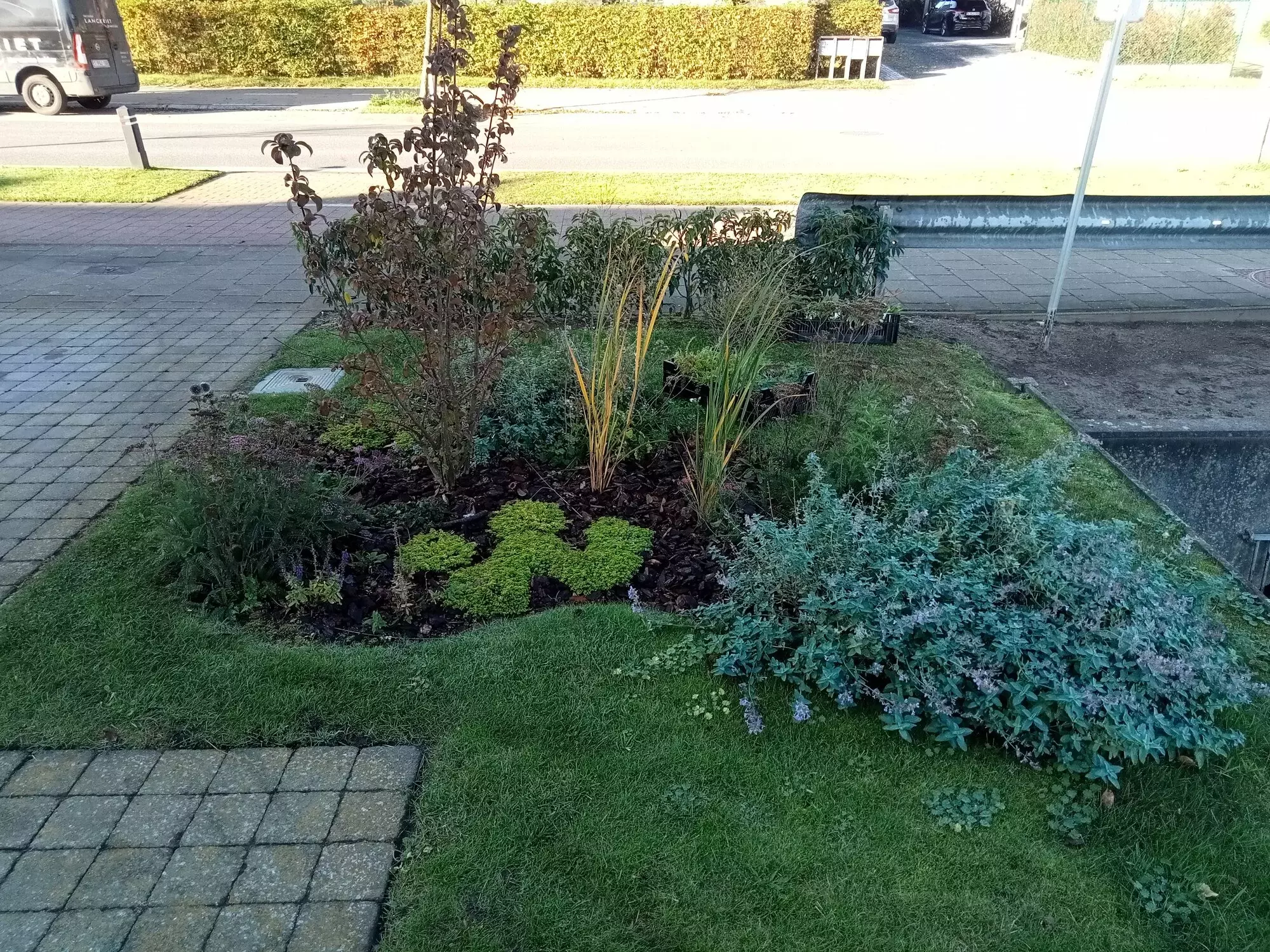 Plantvak met helende planten voor thee – foto 1