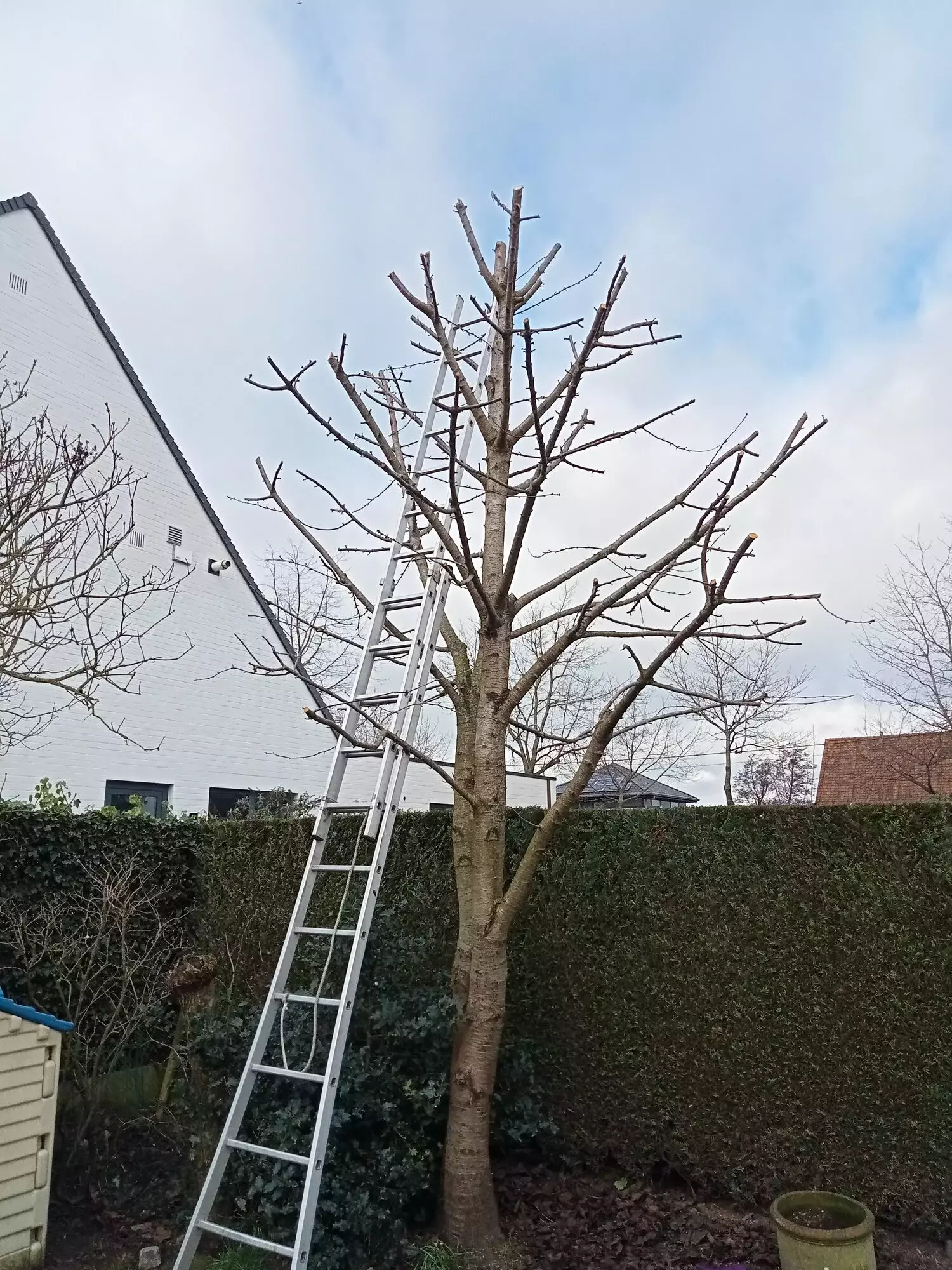 Plantvak met helende planten voor thee – foto 3