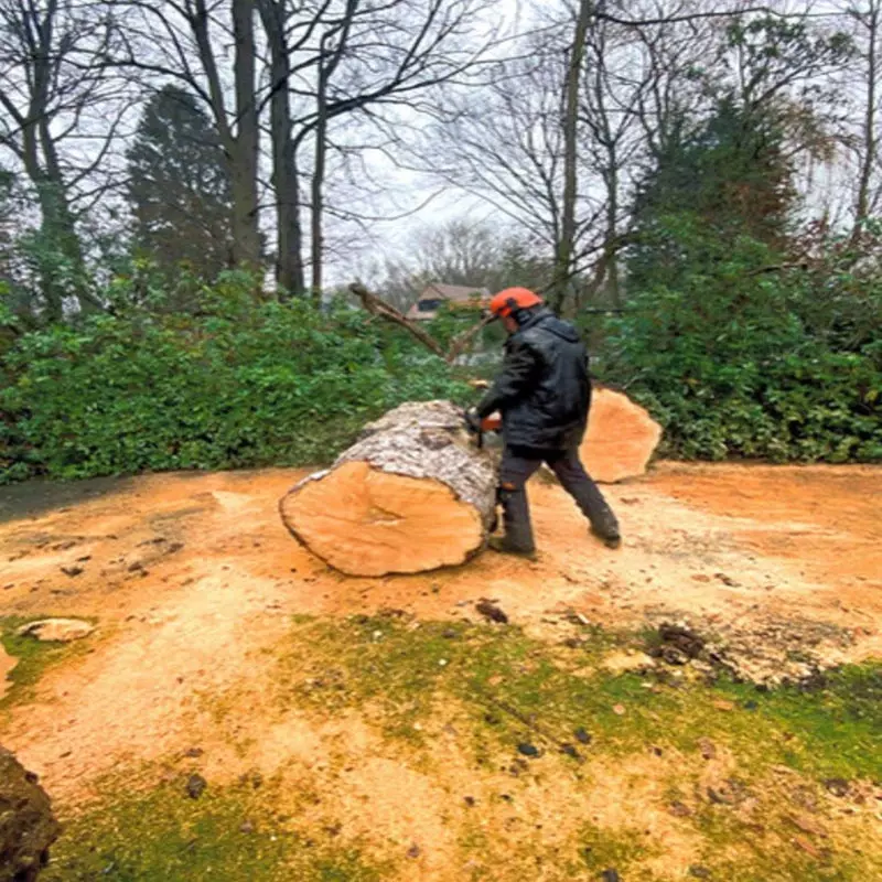 Standplaatsverbetering zomereik – foto 2