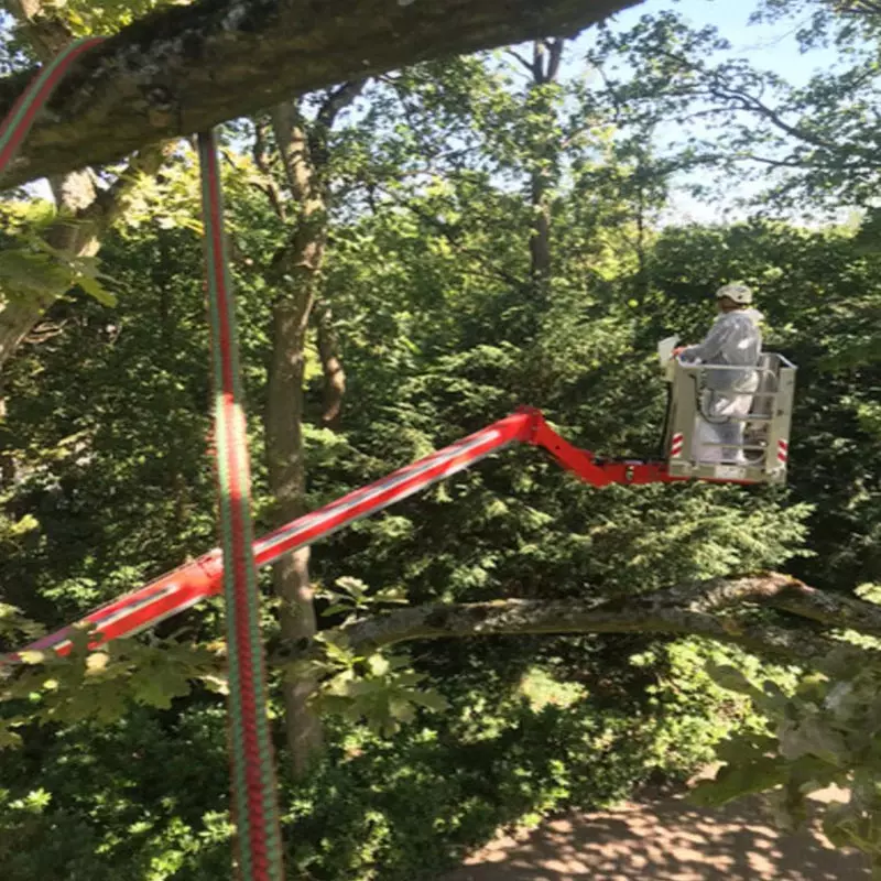 Standplaatsverbetering zomereik – foto 3