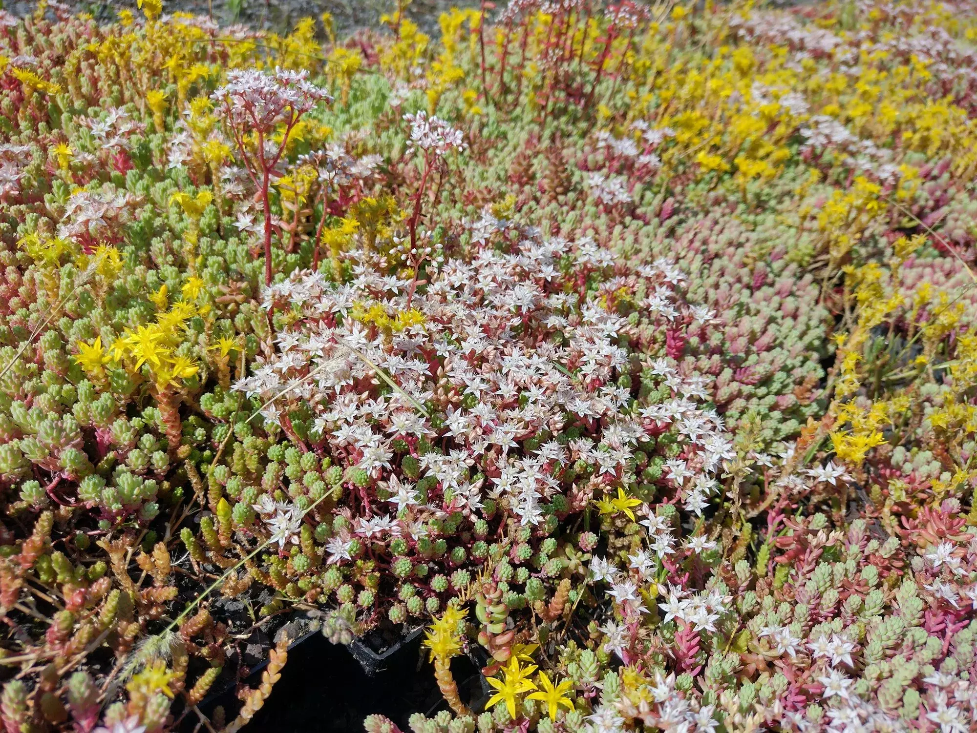 Verscheidene soorten sedum komen in de zomer in bloei, met elk hun schoonheid. – foto 1