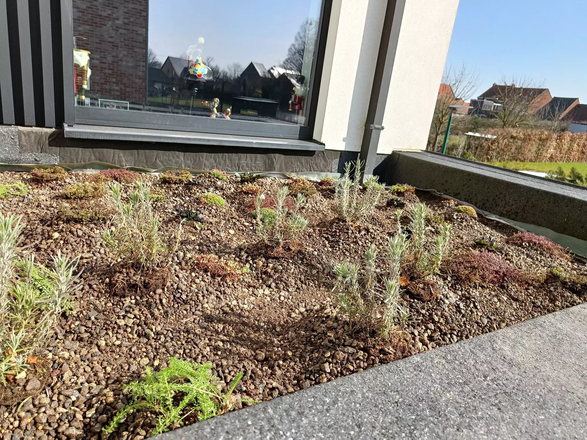 Verscheidene soorten sedum komen in de zomer in bloei, met elk hun schoonheid. – foto 2