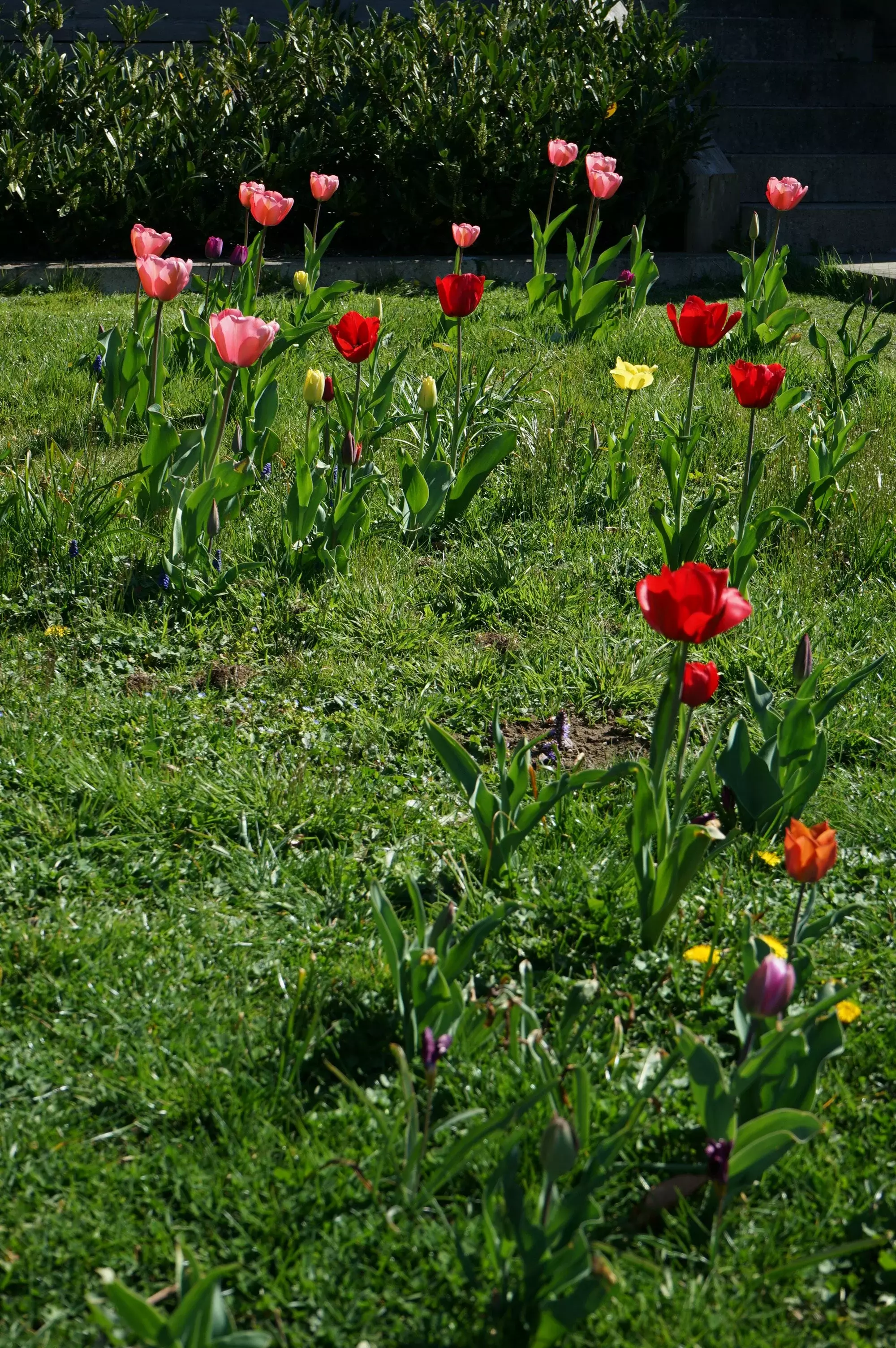 Een saai gazon tover ik om tot een bloemrijk grasveld met voorjaarsbollen. – foto 1