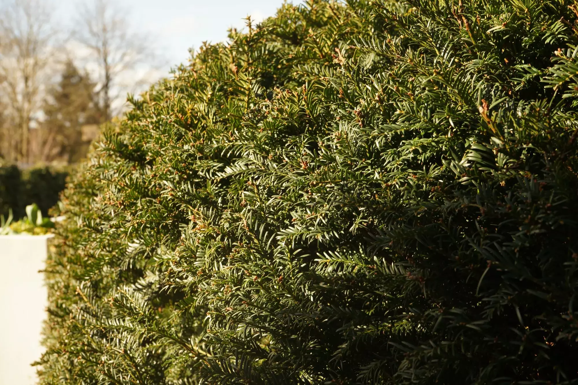 Een saai gazon tover ik om tot een bloemrijk grasveld met voorjaarsbollen. – foto 2