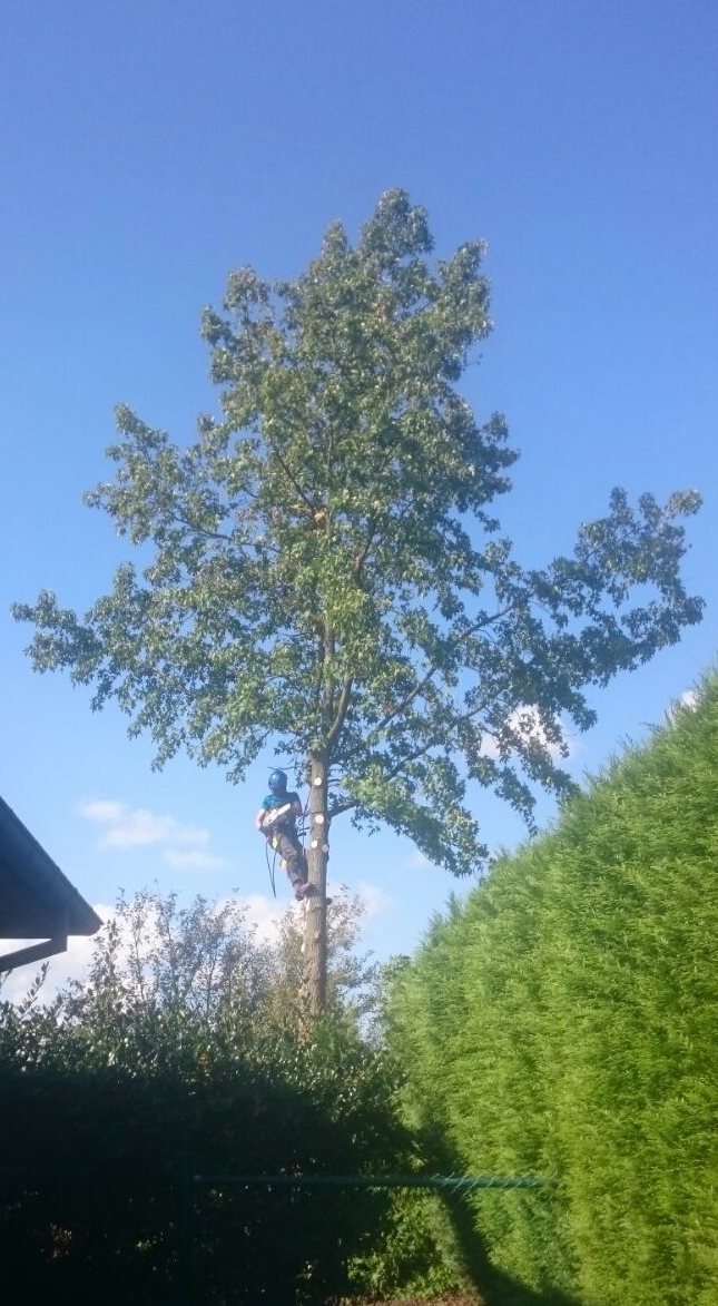 Vellen van een Amberboom