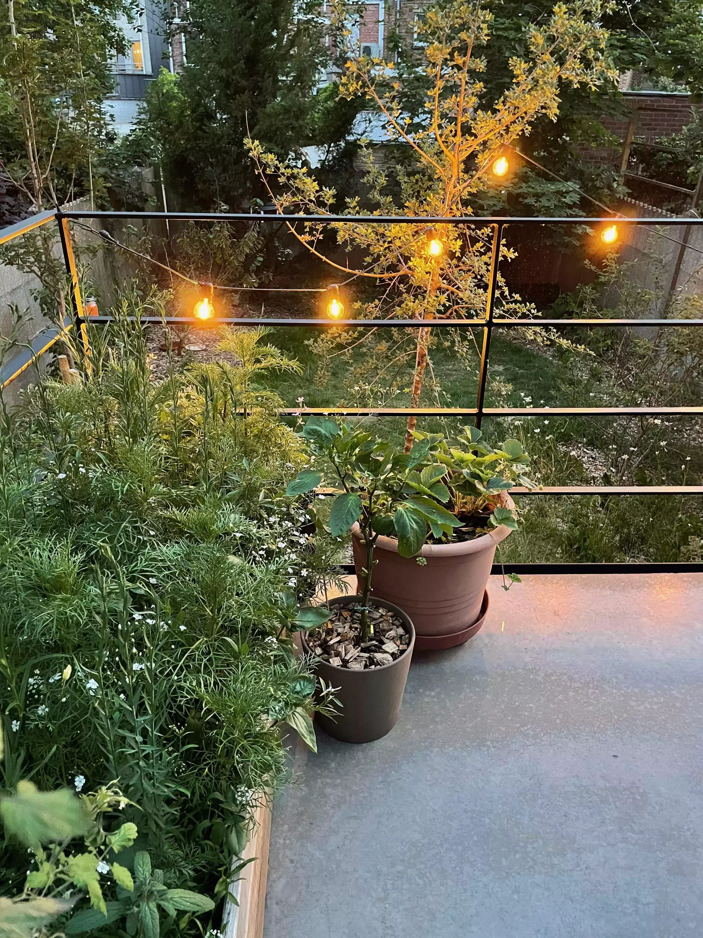 Bomen in stadstuintje – foto 1