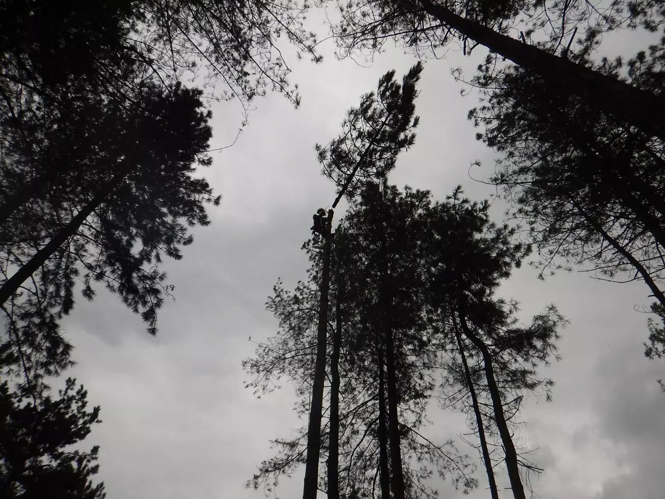 Vellen van bomen – foto 1