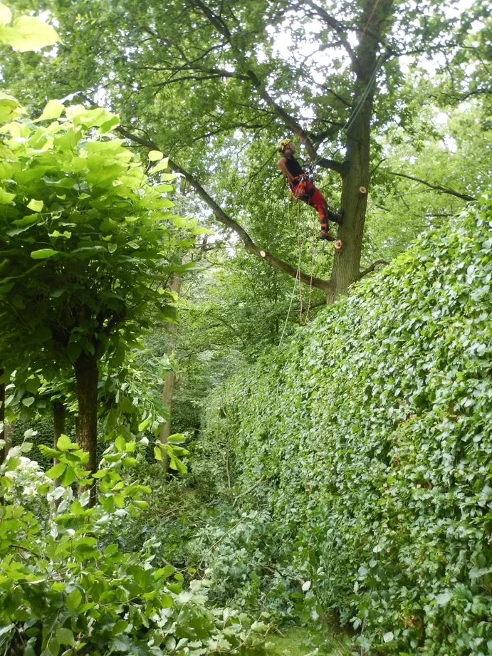 Vellen van bomen – foto 2