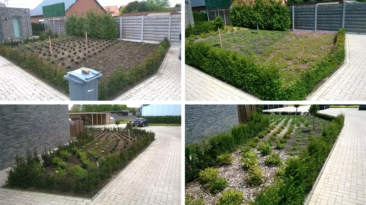 Vellen van bomen – foto 3