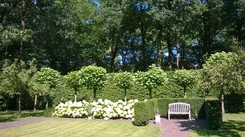 Vellen van bomen – foto 4