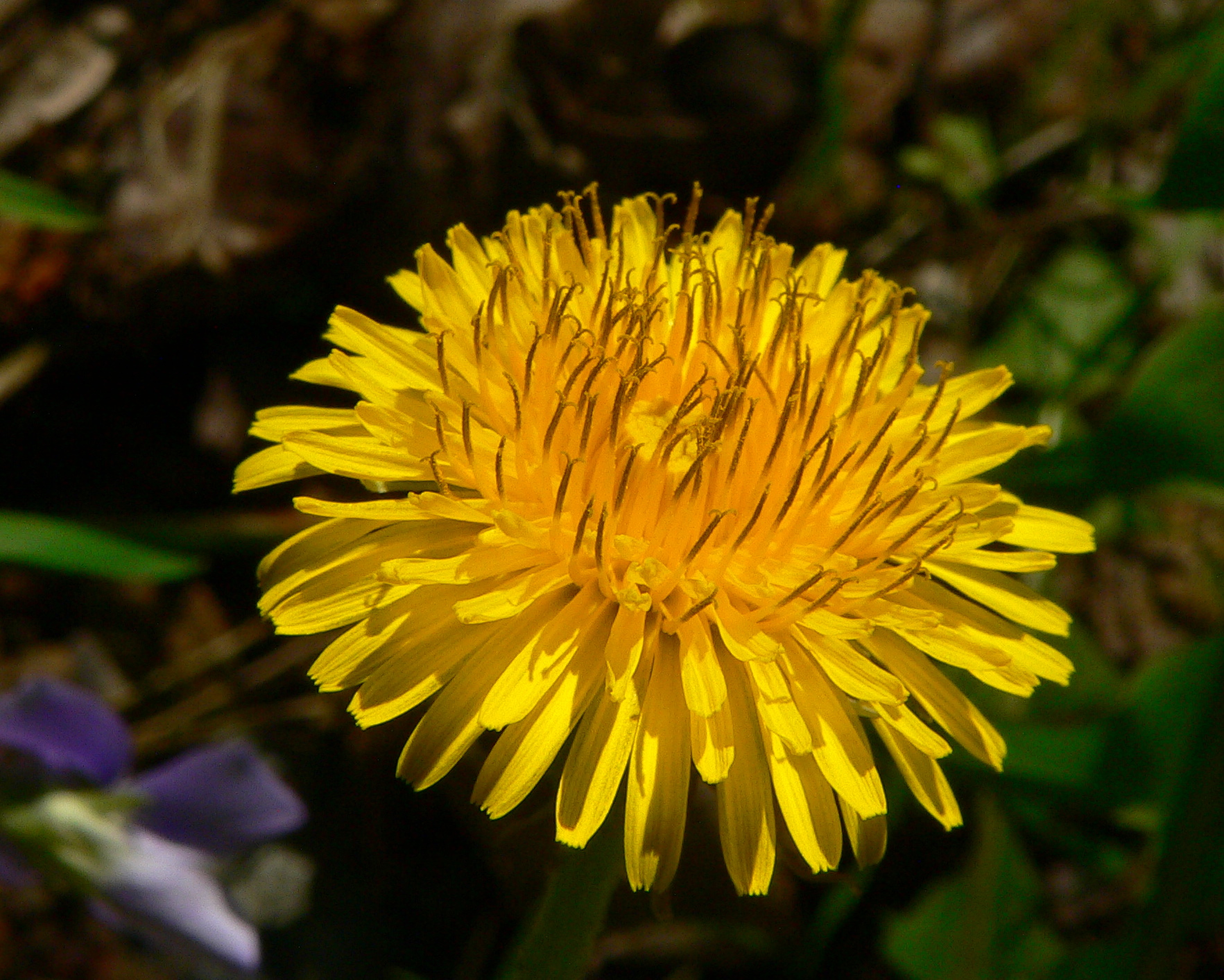 Logo Dandelion Antwerpen